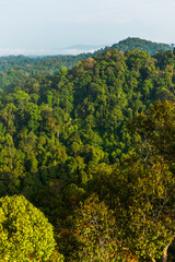 Fototapeta na wymiar Borneo lowland rainforest in Ulu Temburong National Park, Brunei Darussalam
