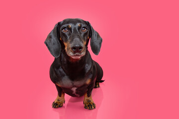 Portrait dachshund puppy dog with serious and attentive expression face. Isolated on pink background