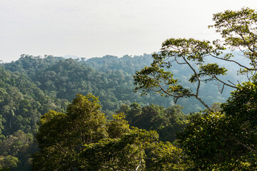 Borneo lowland rainforest in Ulu Temburong National Park, Brunei Darussalam - obrazy, fototapety, plakaty