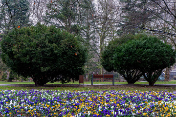 krokus , park, wiosna, krokusy , kwiaty
