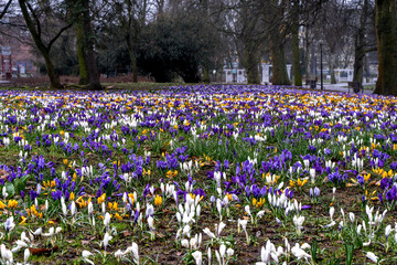 krokus , park, wiosna, krokusy , kwiaty © Daniel Folek