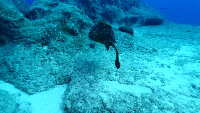 big grouper swim close with a big remora pilot fish swim together underwater goliath dusky grouper ocean scenery Epinephelus marginatus