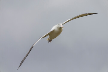 Southern royal albatross (Diomedea epomophora)