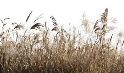  a field of tall grass blowing in the wind on a cloudy day.  generative ai