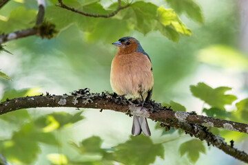chaffinch