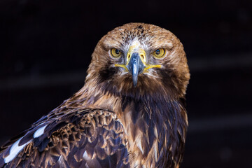 portrait of a eagle