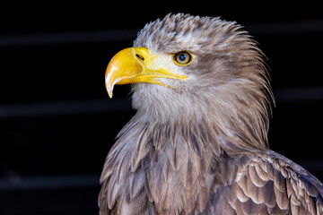 Sea Eagle