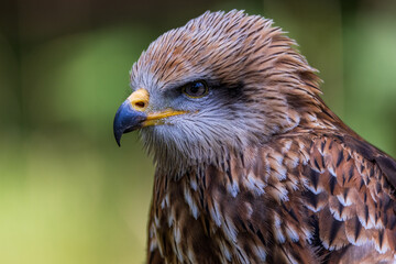 Red Kite