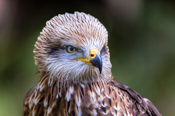 Red Kite