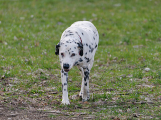 Close-up photo of an adorable Dalmatian Dog walking in the park	