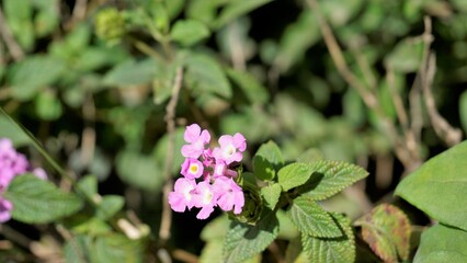 Lantana montevidensis also known as Purple lantana, Wild verbena, Trailing lantana etc