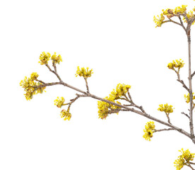 A branch of yellow dogwood.