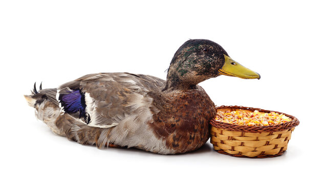 One brown duck with a basket of grain.