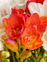 Obraz na płótnie Canvas A bunch of bright orange and white freesia flowers top view closeup.