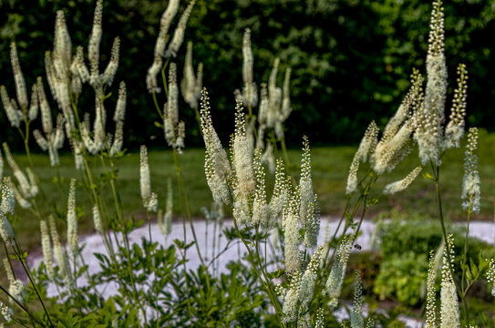 Black snakeroot (Actaea racemosa) known as the black cohosh, black bugbane or fairy candle. Plant native to eastern North America