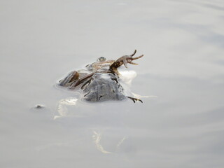 Paarung Frösche und Kröten 