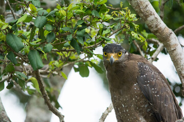 A closer look of a Crested Serpent Eagle, Spilornis cheela in Yala National, Park Sri Lanka