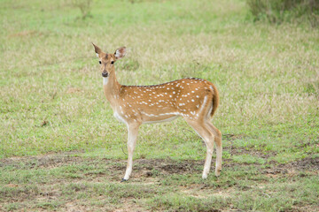 Naklejka na ściany i meble A close encounter of a deer in Yala National, Park Sri Lanka