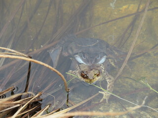 Paarung Frosch auf Kröte