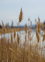 Reeds on the bank of a frozen river