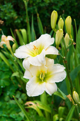 Flowers of white daylily in the summer garden. Vertical photo.