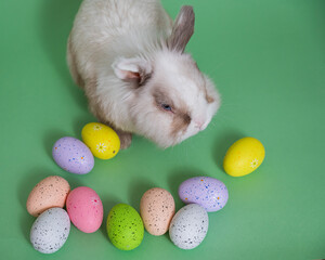 Easter Bunny on a green background with colorful painted eggs. Top view. 