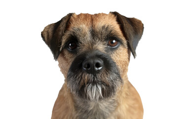 Border Terrier Dog on isolated transparent background, png. Generative AI