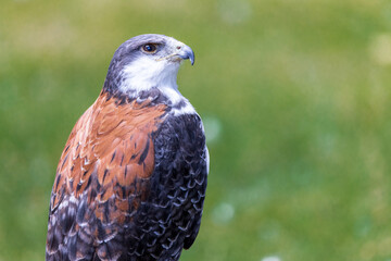 peregrine falcon portrait