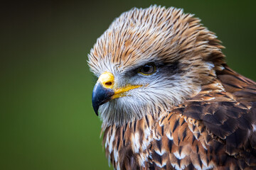 red kite
