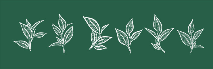 Green tea leaves. Hand drawn, vector.