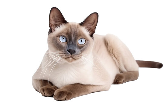 Burmese Cat on isolated transparent background, png. Generative AI