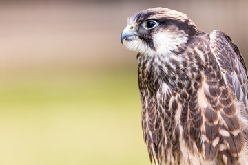 red tailed hawk