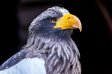 Giant Sea Eagle