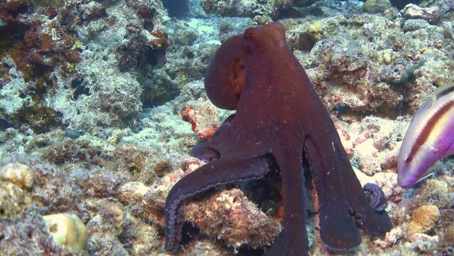 Common octopus (Octopus vulgaris) in a coral reef in egypt red sea