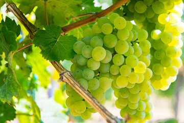 Grapes on the Vine of grape trees