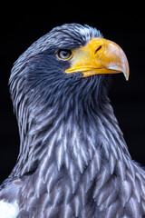 close up of an giant sea eagle
