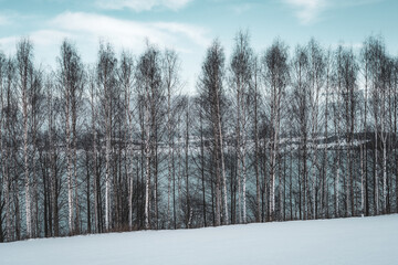 Birches by Lake Mjøsa in winter.