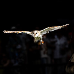 owl in flight