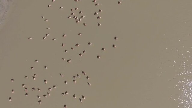 James's flamingo or Puna flamingo, Phoenicoparrus jamesi, in Carachi Pampa lagoon nearby El Penon village in The Puna grassland ecoregion of the Andes Mountains of Argentina in South America.
