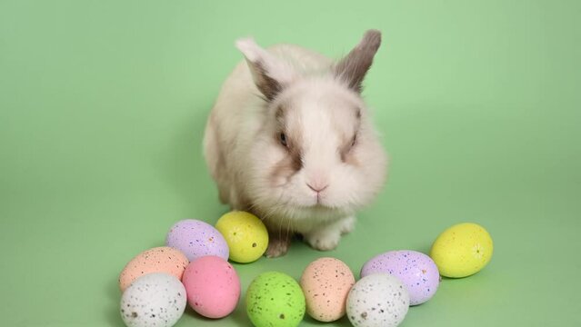 Easter Bunny on a green background with colorful painted eggs.