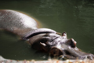 Hippo lies in a pond