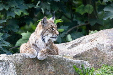 portrait of a lynx