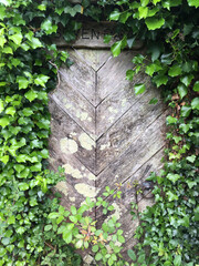 Ivy-covered rustic wooden door with lichen