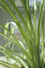 Close-up of leaves of common spider plant - Chlorophytum comosum