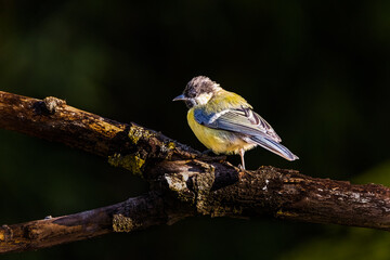 Blue Tit
