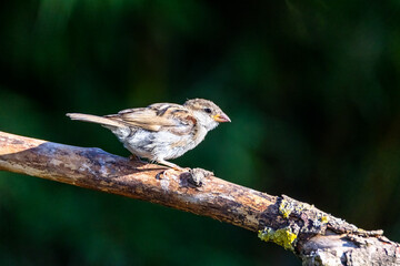 Sparrow