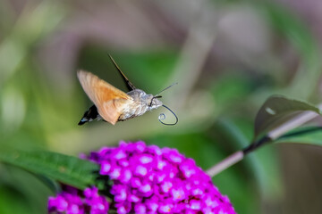 butterfly on flower