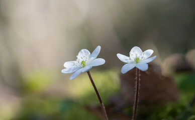 small white wild flowers anemone hepatica