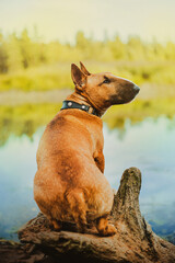 Cute ginger bull terrier is sitting on a snag near the river in the park on a summer day. Walking with a dog in nature.