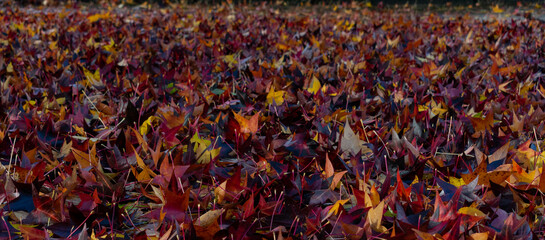 background with autumn sycamore leafs